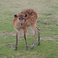 321-0691 Safari Park - Baby